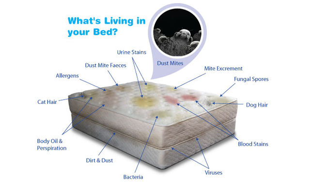 How to Steam Clean a Mattress to Remove Urine, Sweat Stains, Dust