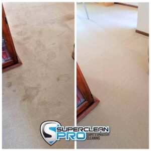 Pet stain and odour removal Ringwood