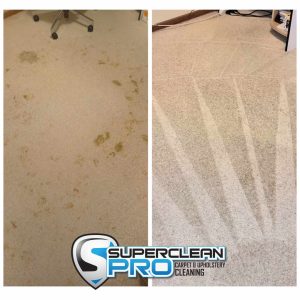 Pet stain removal, Steam cleaning Ringwood, 0402814719