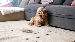 carpet cleaning and pet stain removal