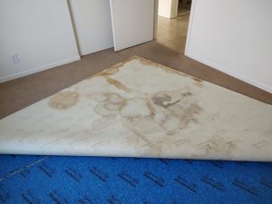 pet urine damage under carpet